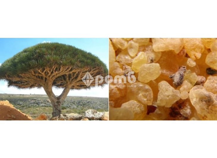 Бял Тамян донесен от ОМАН 100 натурален  5