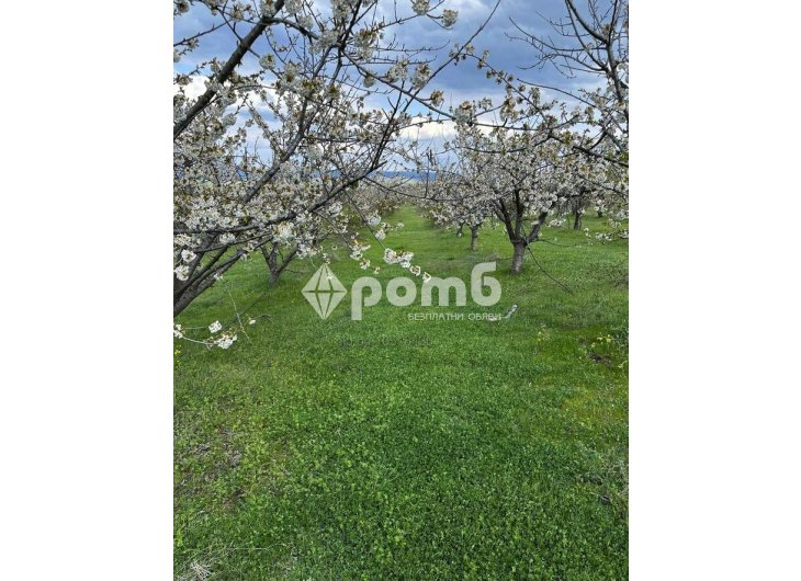 Продавам Овощна Градина 116дка череши  1