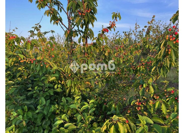 Продавам Овощна Градина 116дка череши  2