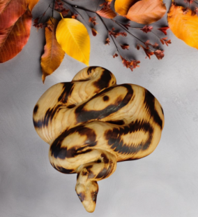 Представям ви змия Питон от дърво ръчна изработка. 2025 е годината на Змията в Китайския календар