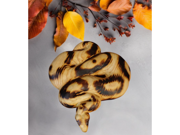 Представям ви змия Питон от дърво ръчна изработка 2025 е годината на Змията в Китайския календар 1