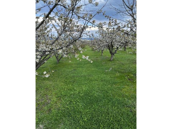 Продавам Овощна Градина 116дка череши  1