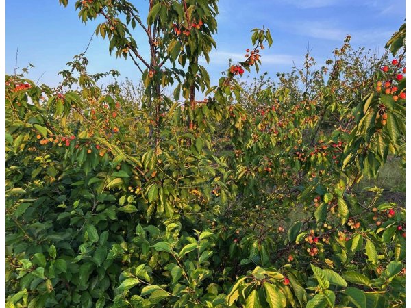 Продавам Овощна Градина 116дка череши  2